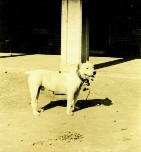 Historic photo of Fritz, a white bulldog or terrier, that became known as Dam-it, the mascot of IM体育平台 from 1916 to 1920.