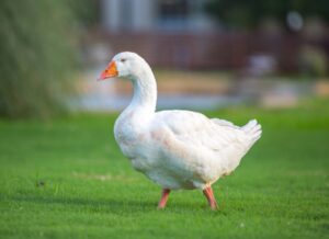 Gilbert the Goose is the unofficial mascot of Hardin-Simmons University.