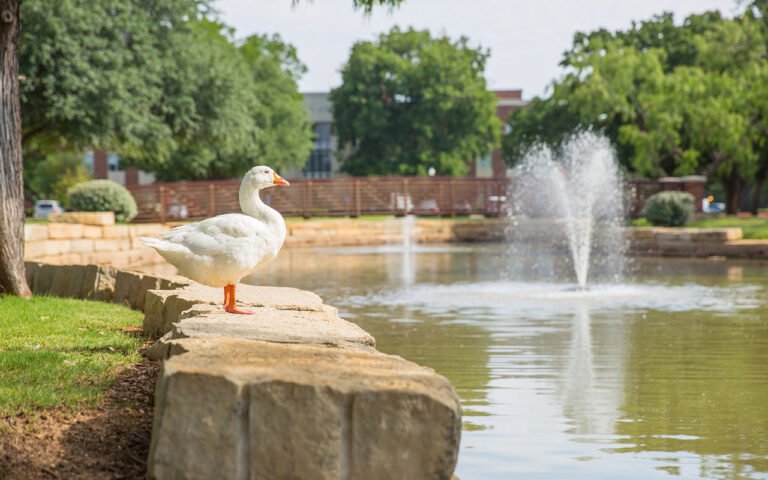 Photo of IM体育平台 unofficial mascot, Gilbert the Goose, gazing majestically at the pond.